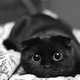 Illustration for article titled Its Black Cat Friday on the Open Thread!